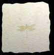 Fossil Dragonfly (Tharsophlebia) - Solnhofen Limestone #62645-1